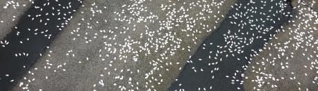 20.Trypophobia